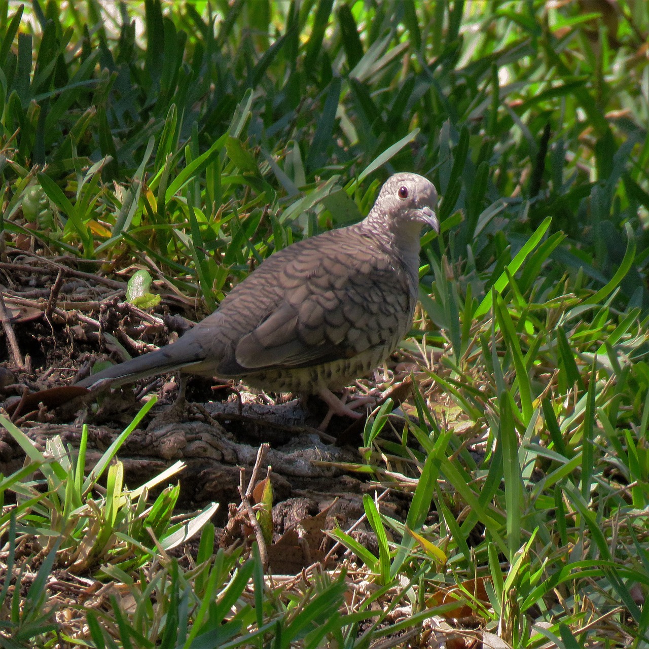 bird gray green grass free photo