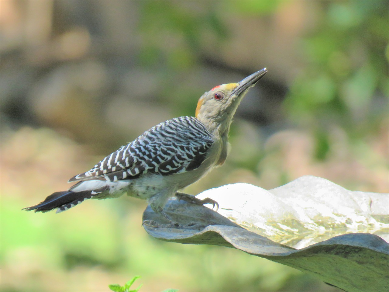 bird woodpecker wildlife free photo