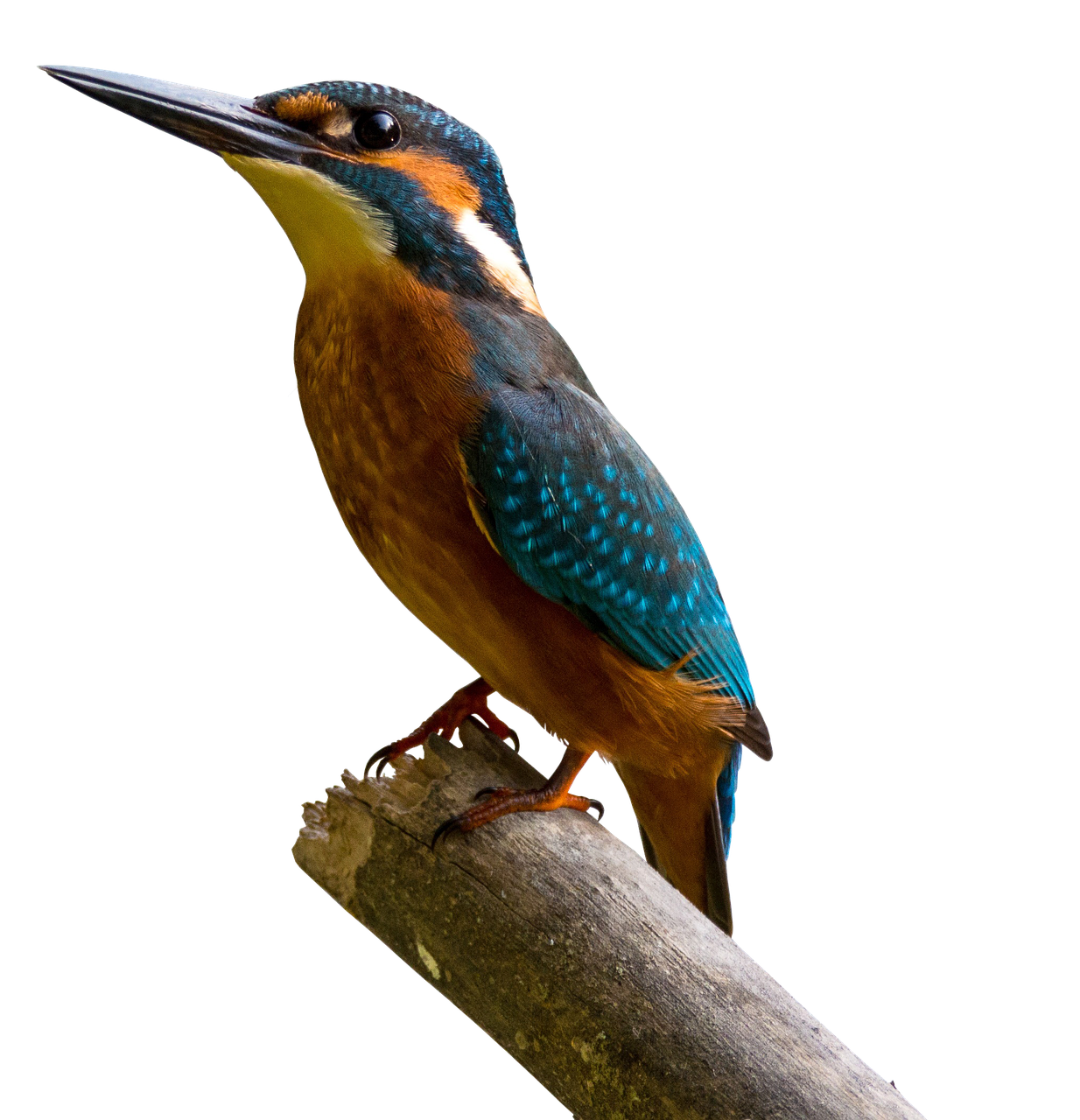 bird kingfisher bill free photo