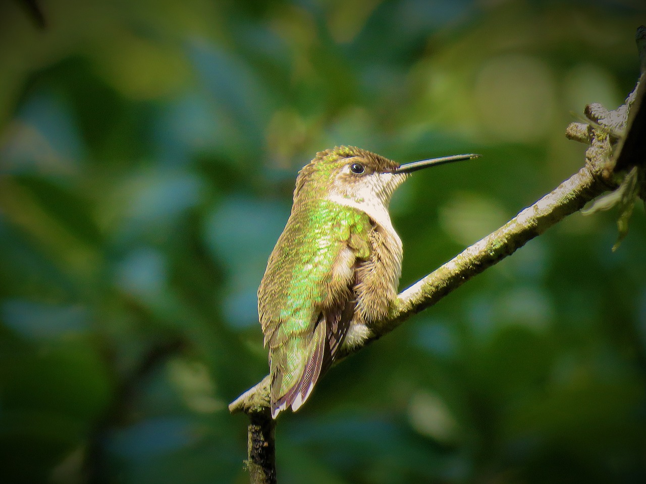 bird hummingbird wildlife free photo