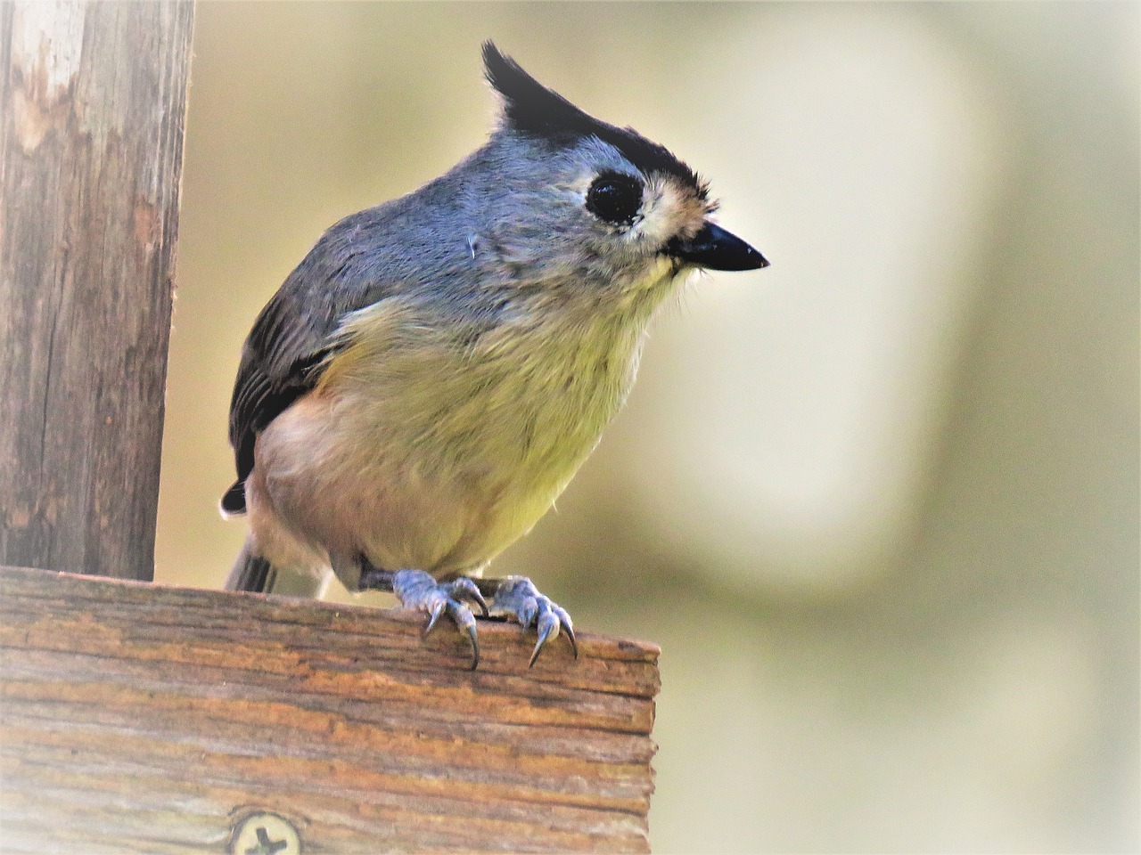 bird cute close up free photo