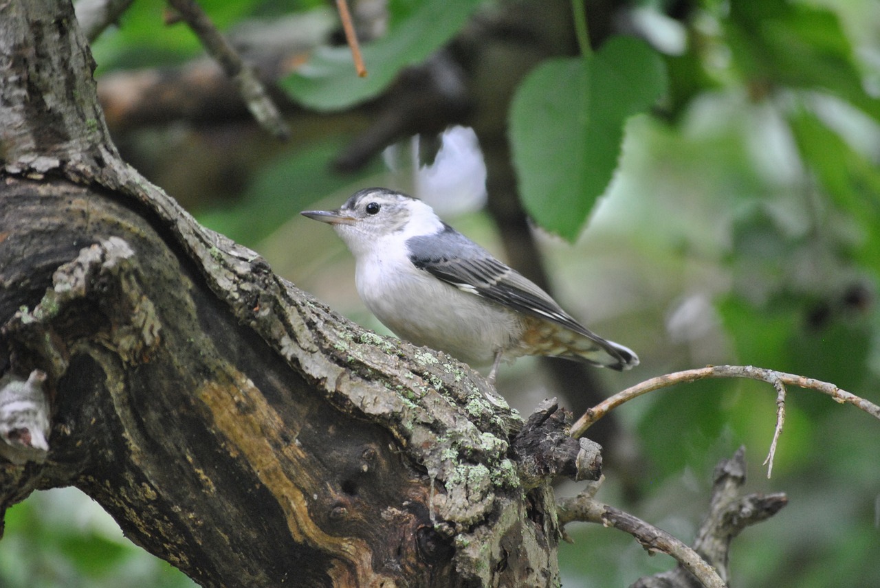 bird nature wildlife free photo