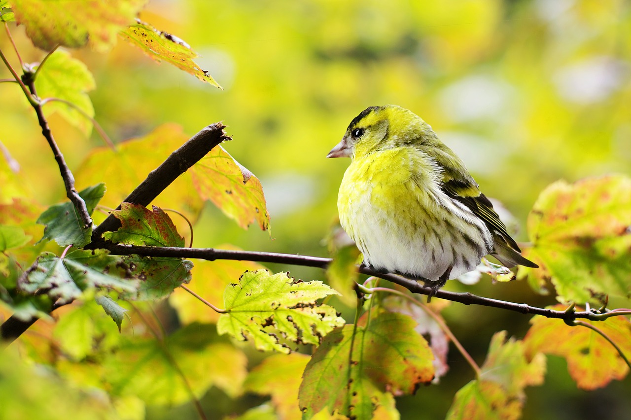 bird yellow fall free photo