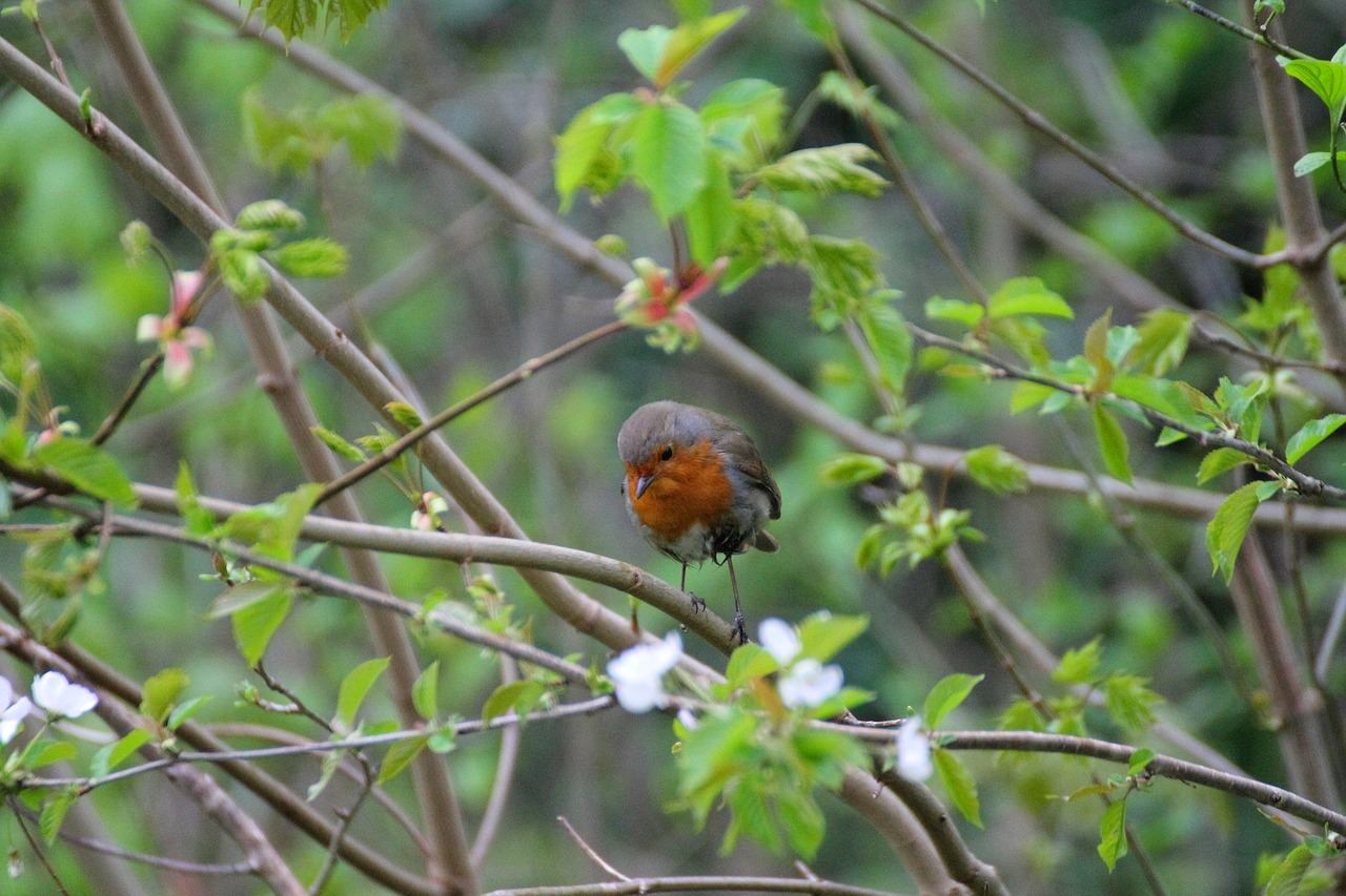 bird tree outdoor free photo