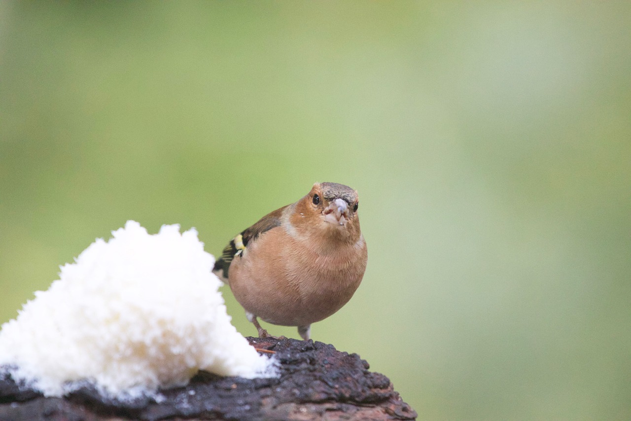 bird sparrow wildlife free photo