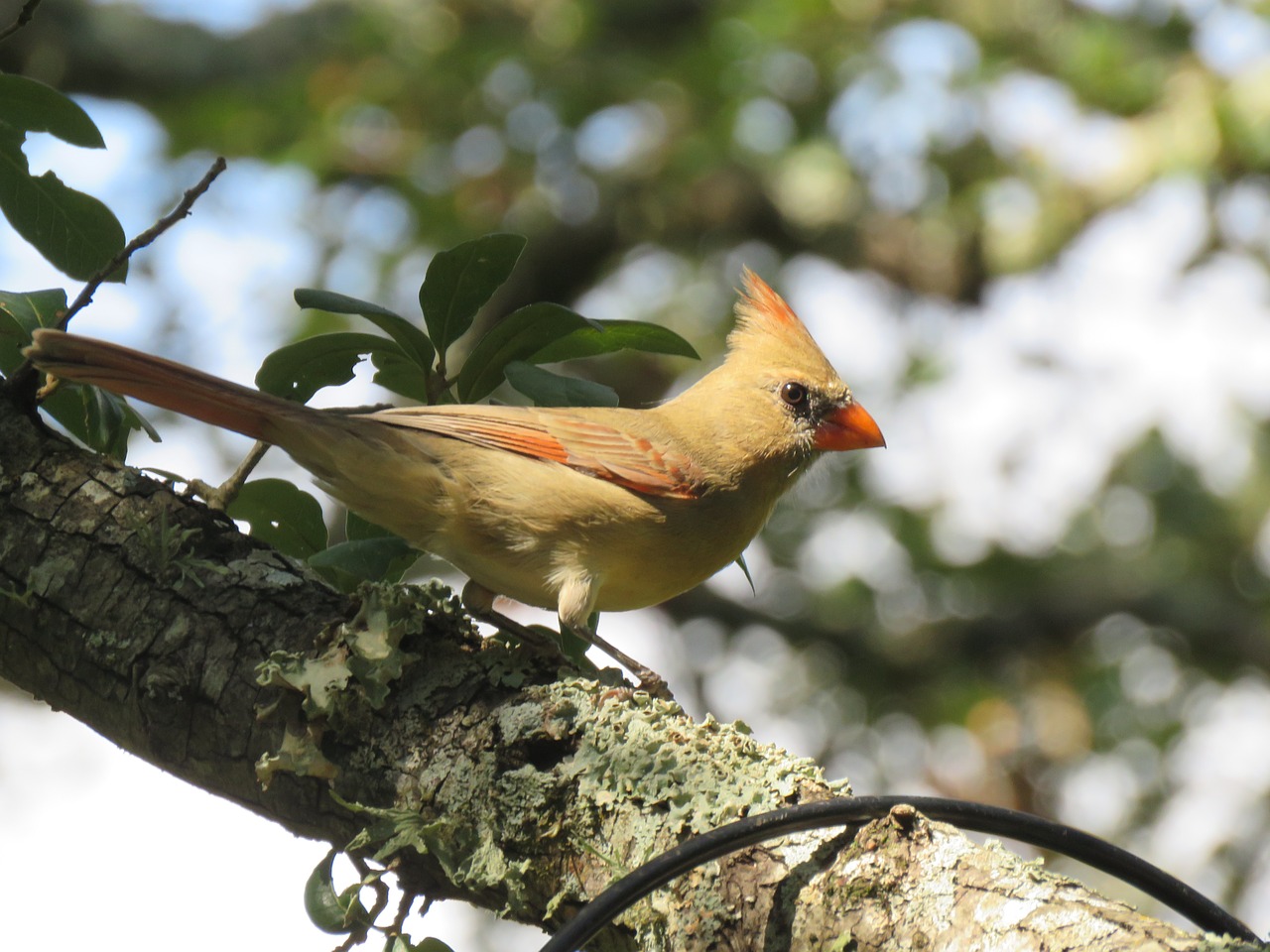 bird wildlife colorful free photo