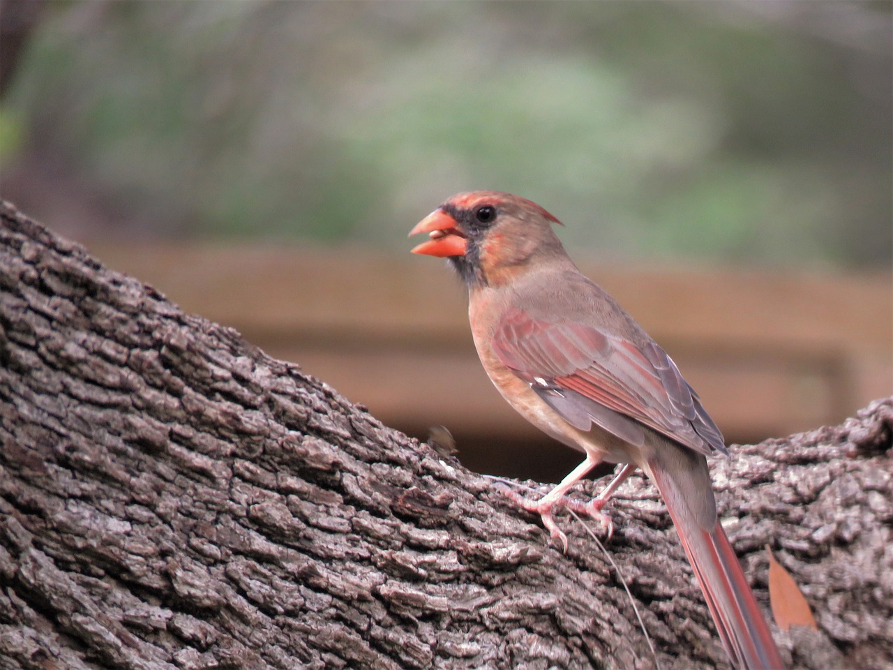 bird natural tree free photo