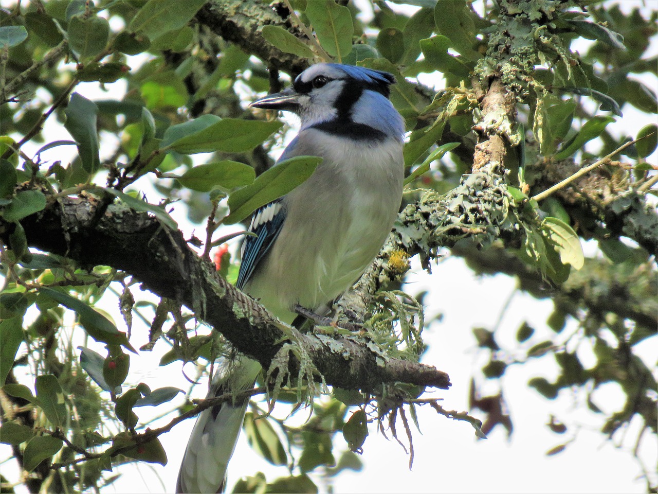 bird blue jay blue and white free photo