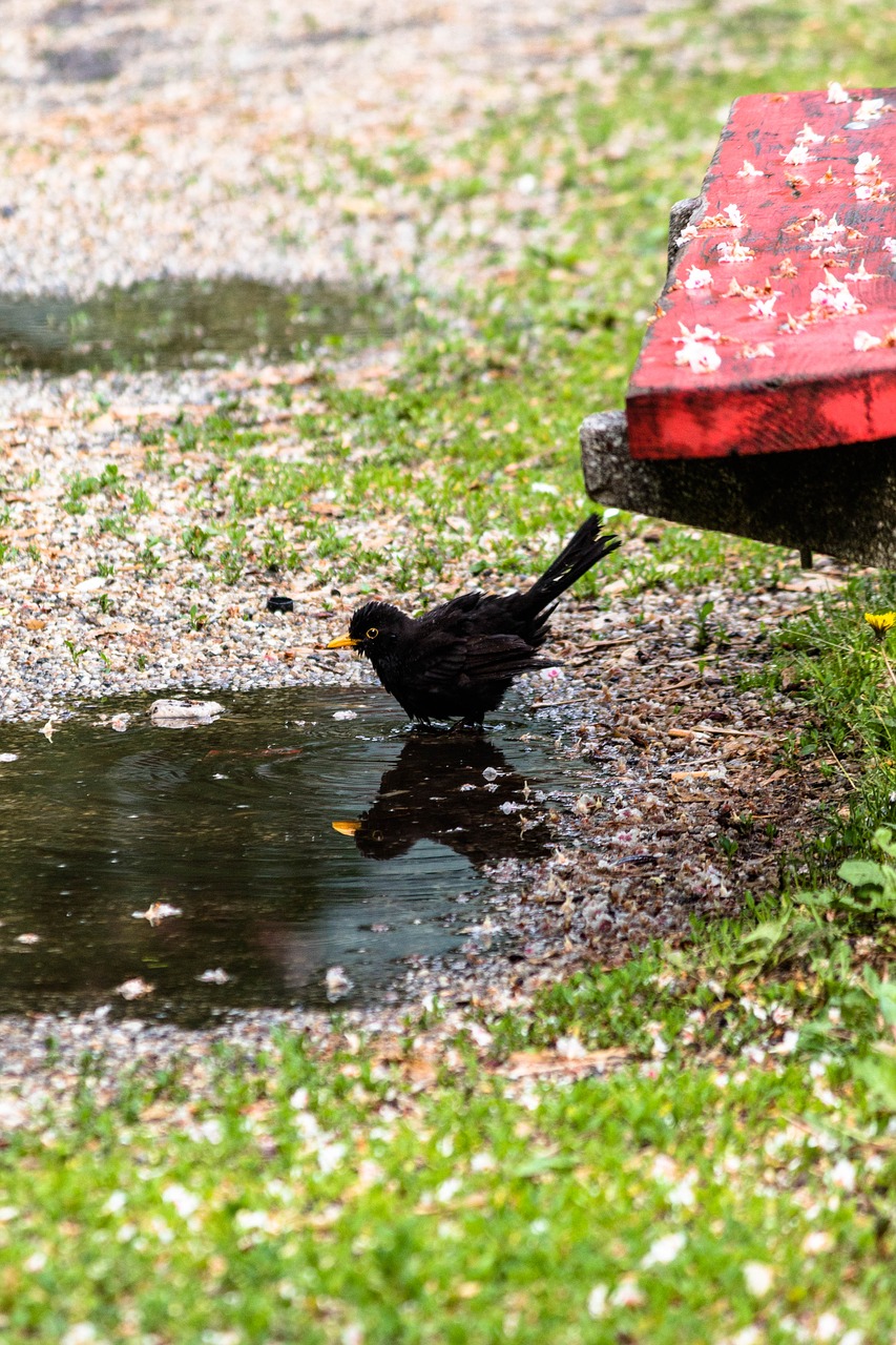 bird thrush blackbirds free photo