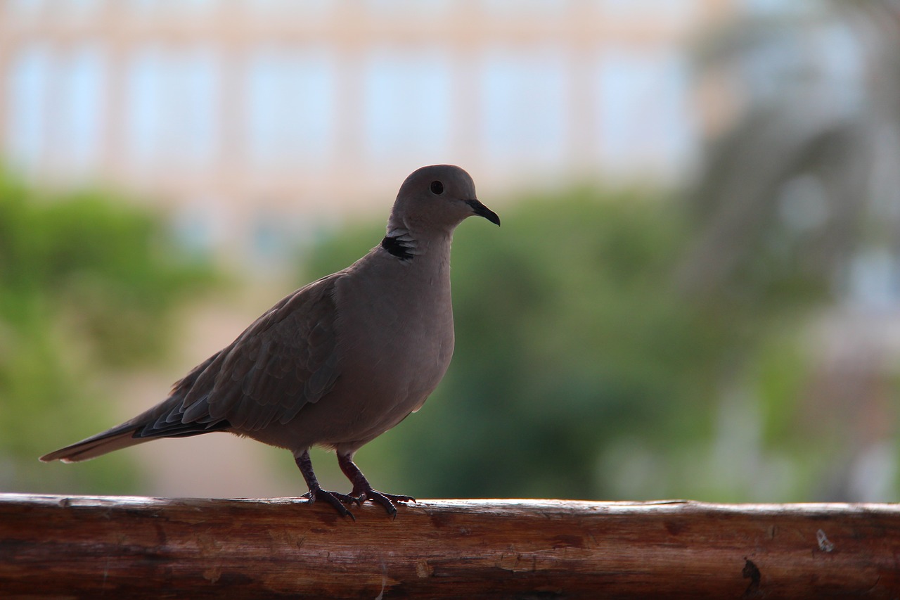 bird dove peace free photo