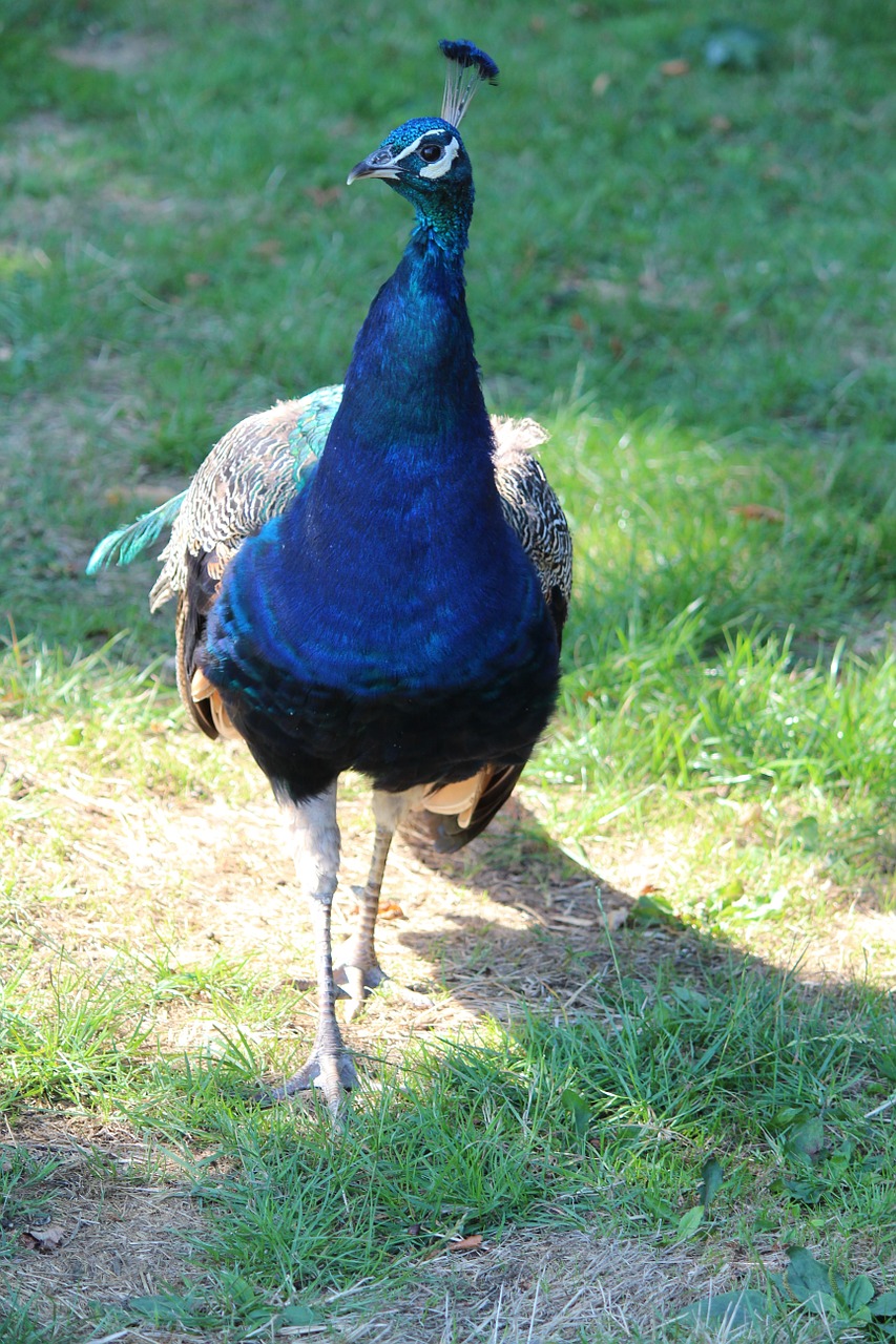 bird peacock animal free photo