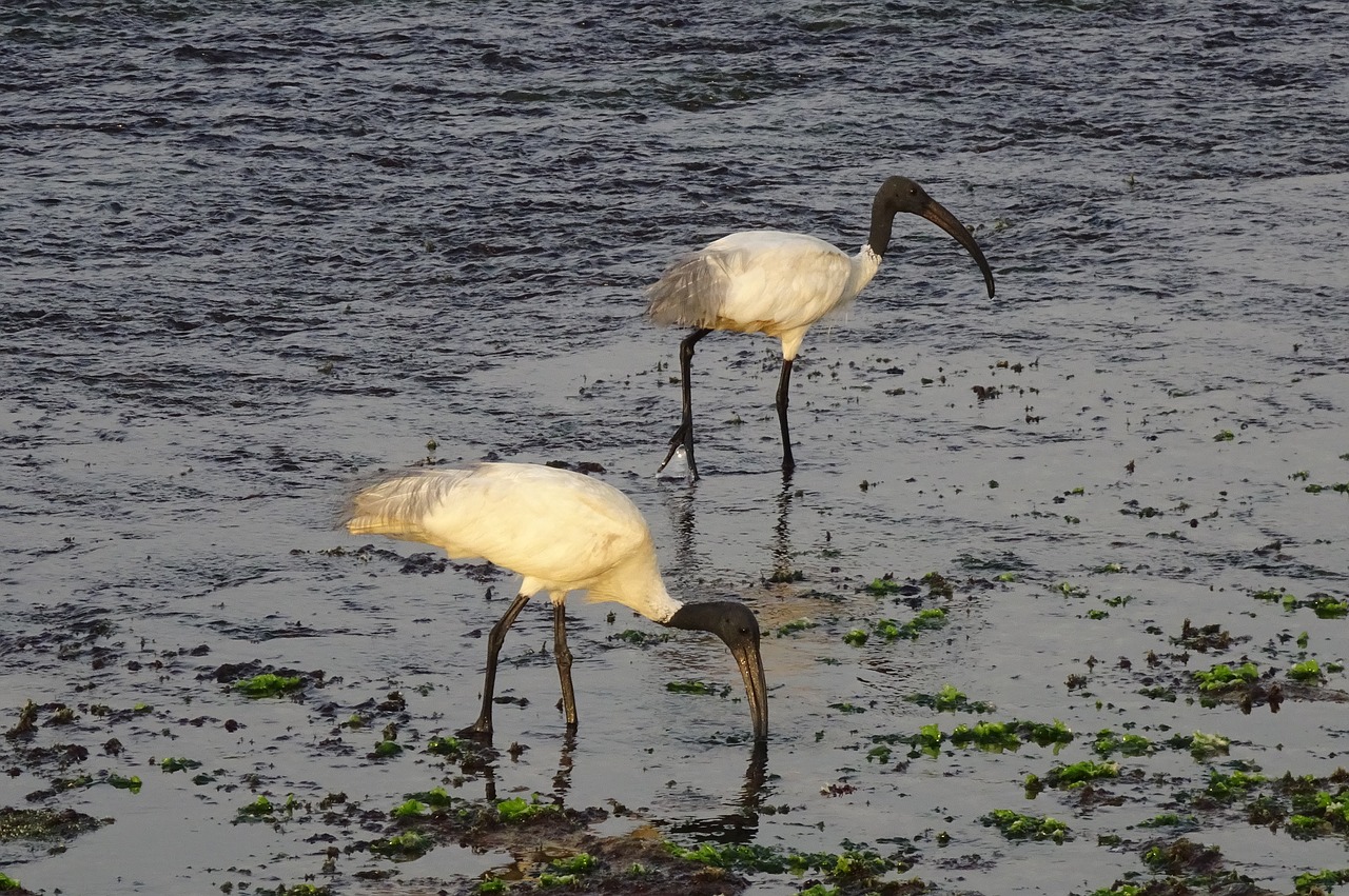 bird ibis black-headed ibis free photo