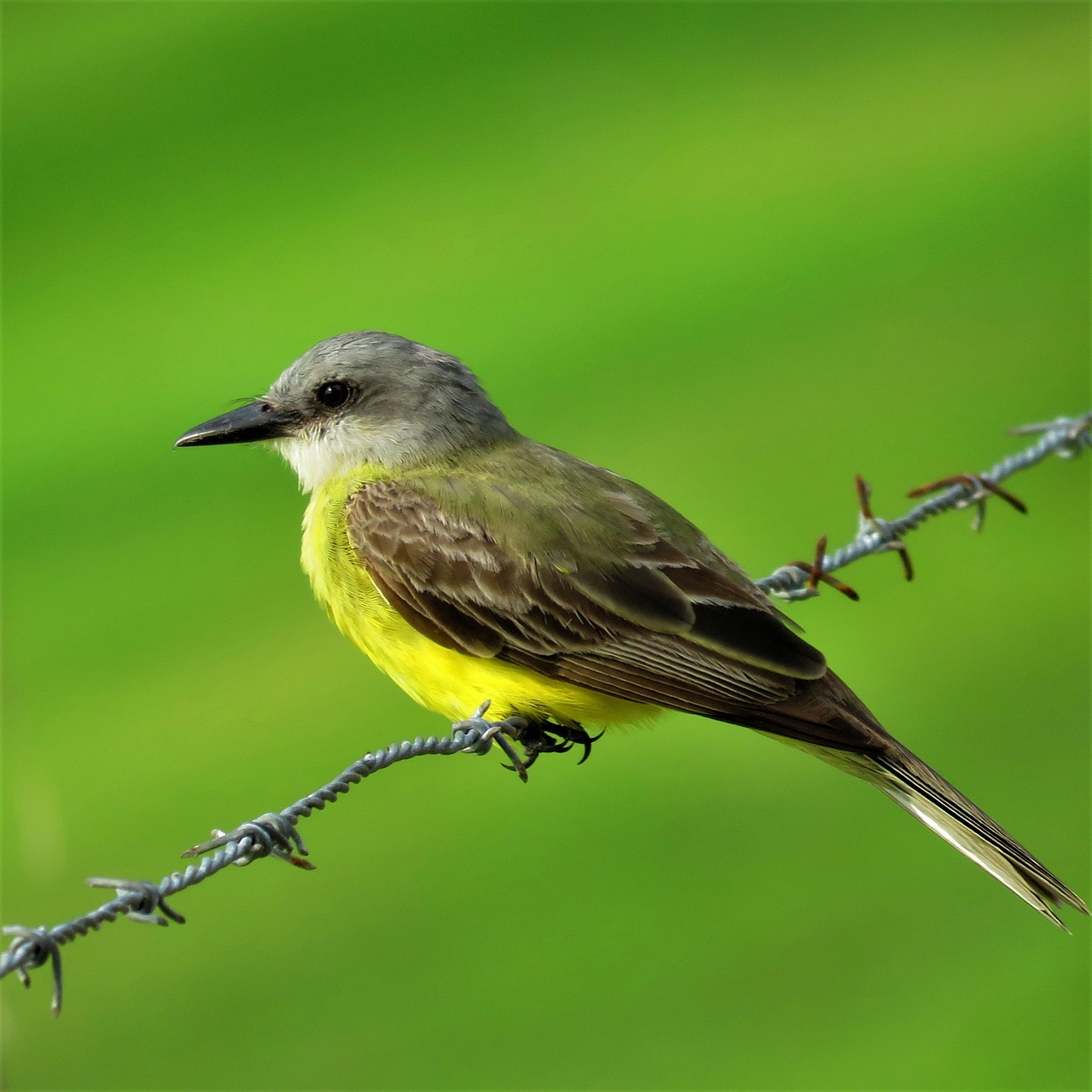 bird yellow bird barbed wire free photo