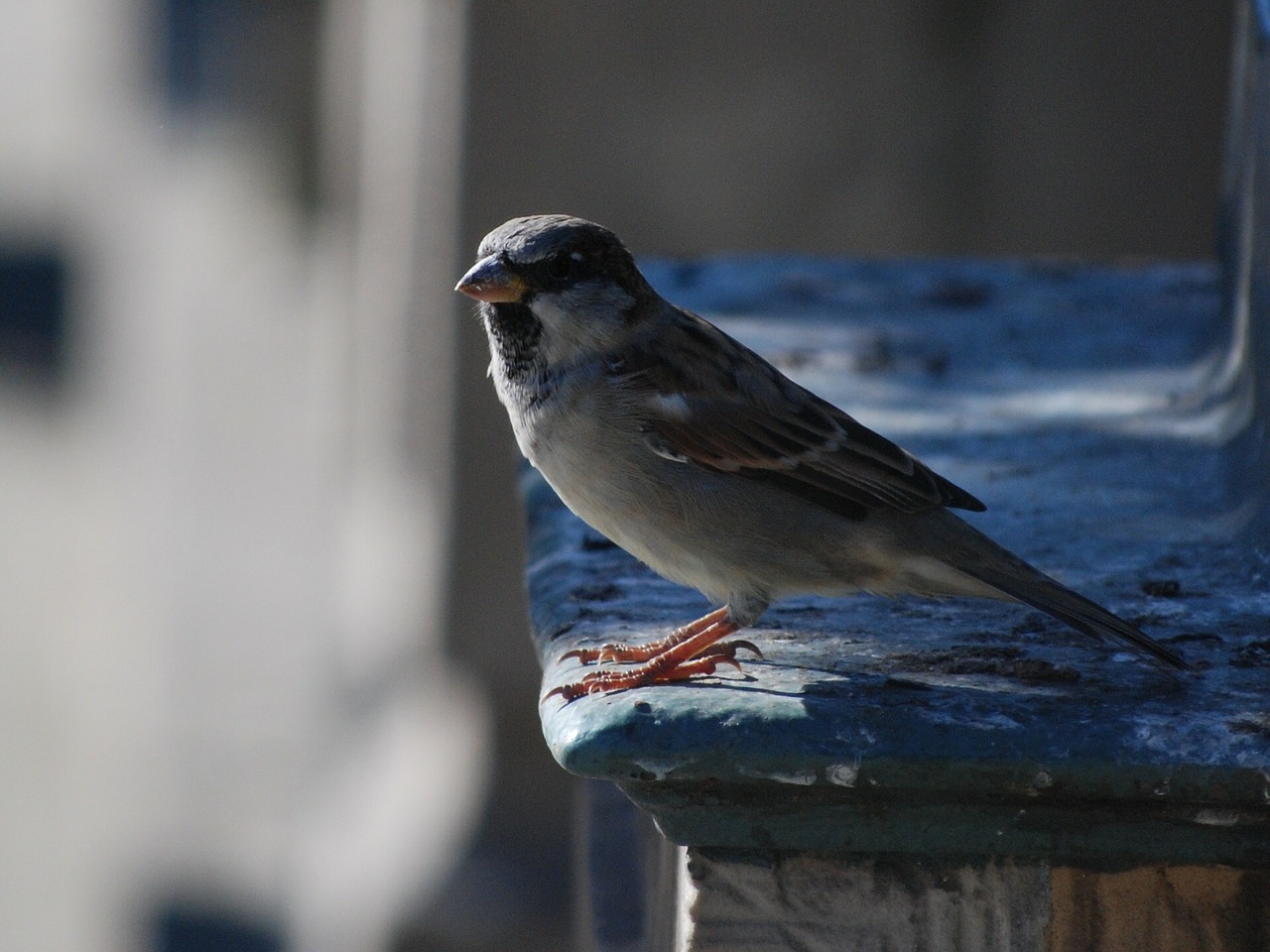 bird the sparrow nature free photo