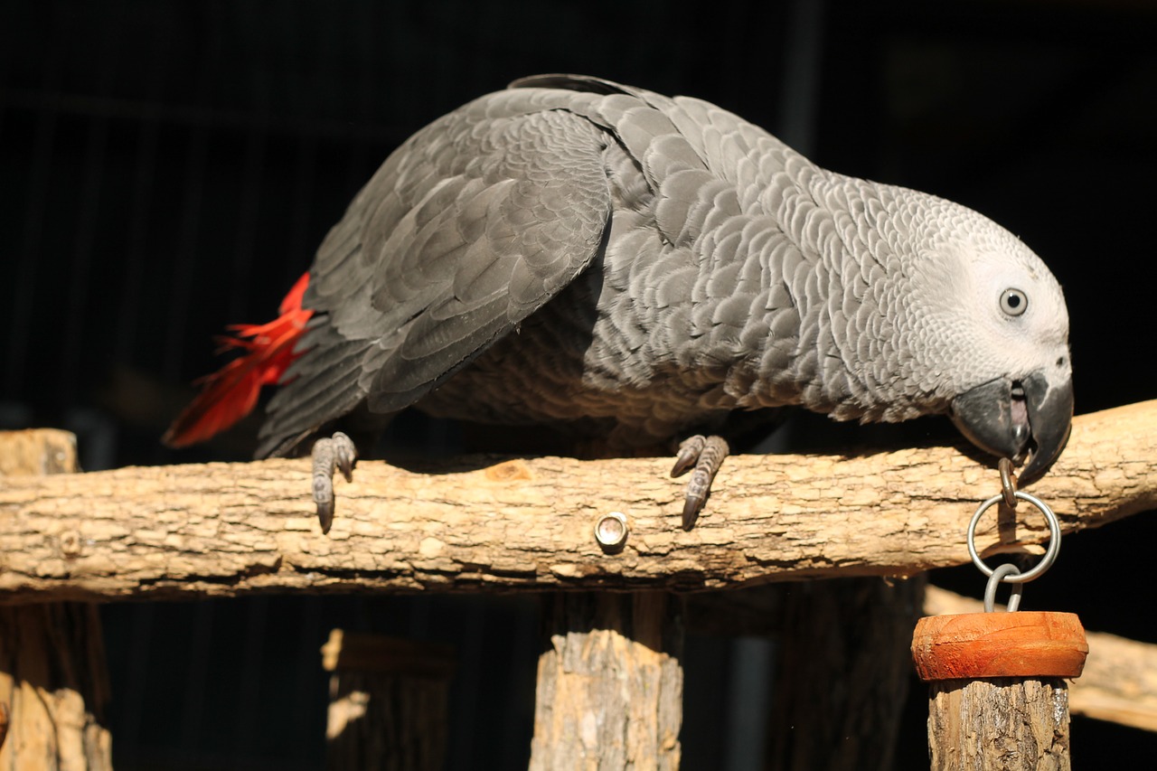 bird parrot african grey free photo