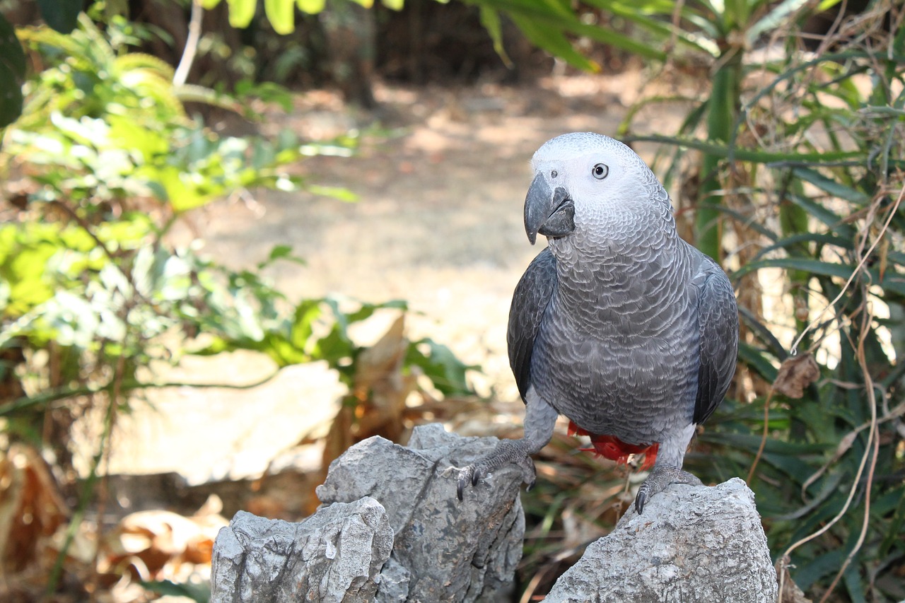 bird parrot african grey free photo