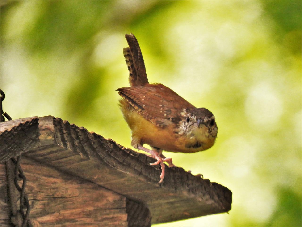 bird up close funny free photo