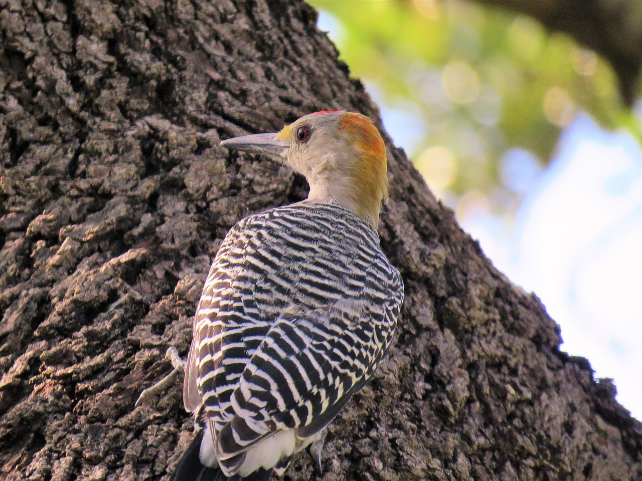 bird woodpecker wildlife free photo