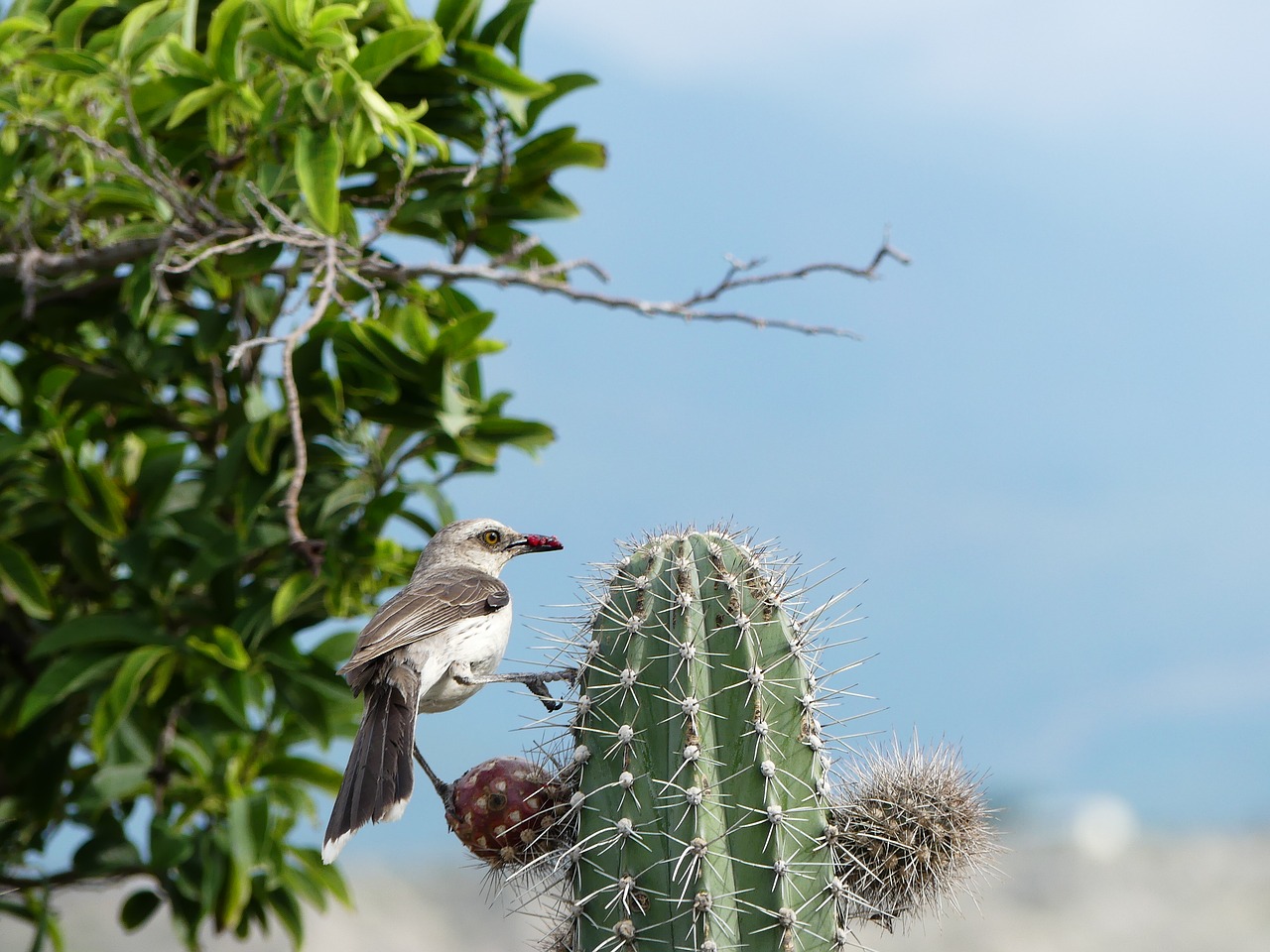 bird cactus desert tacacoa free photo