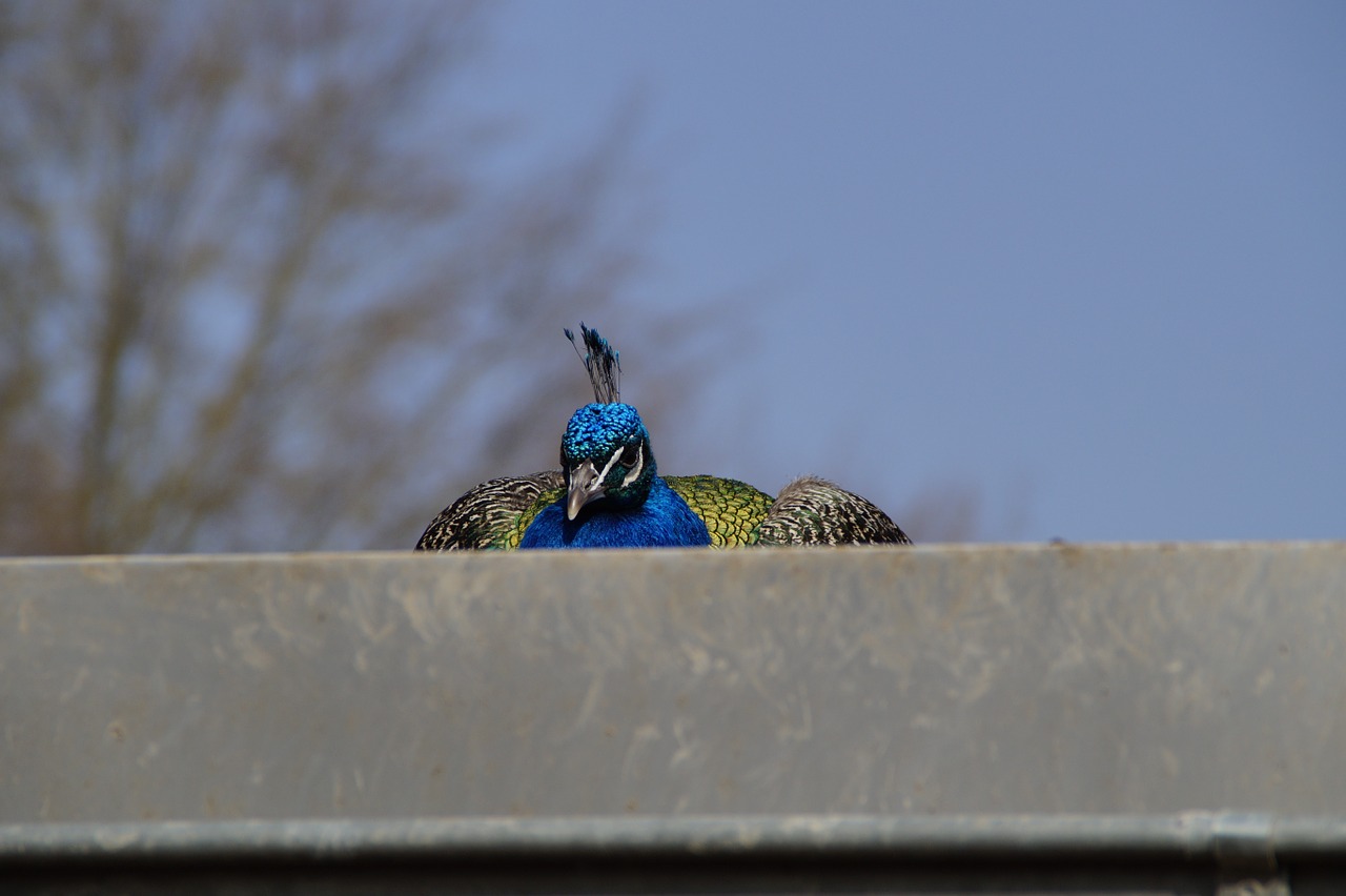 bird peacock males free photo