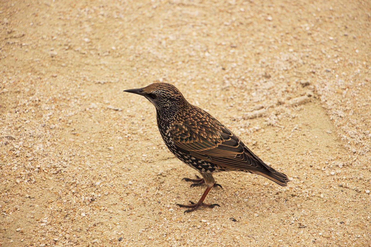 bird small wildlife free photo