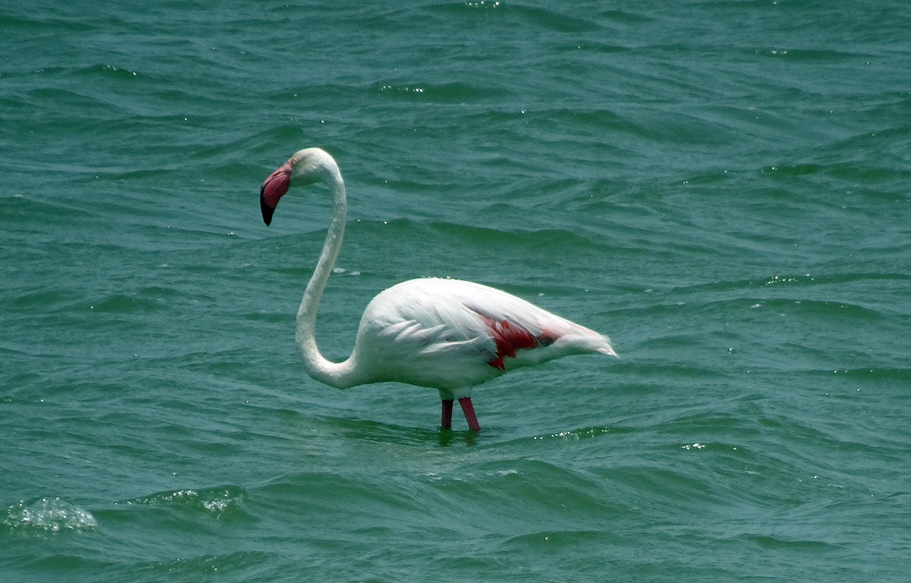 bird greater flamingo phoenicopterus roseus free photo