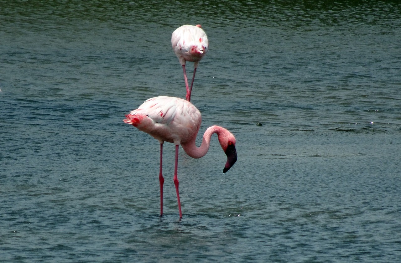 bird lesser flamingo phoeniconaias minor free photo