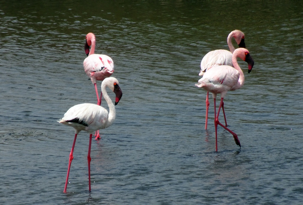 bird lesser flamingo phoeniconaias minor free photo