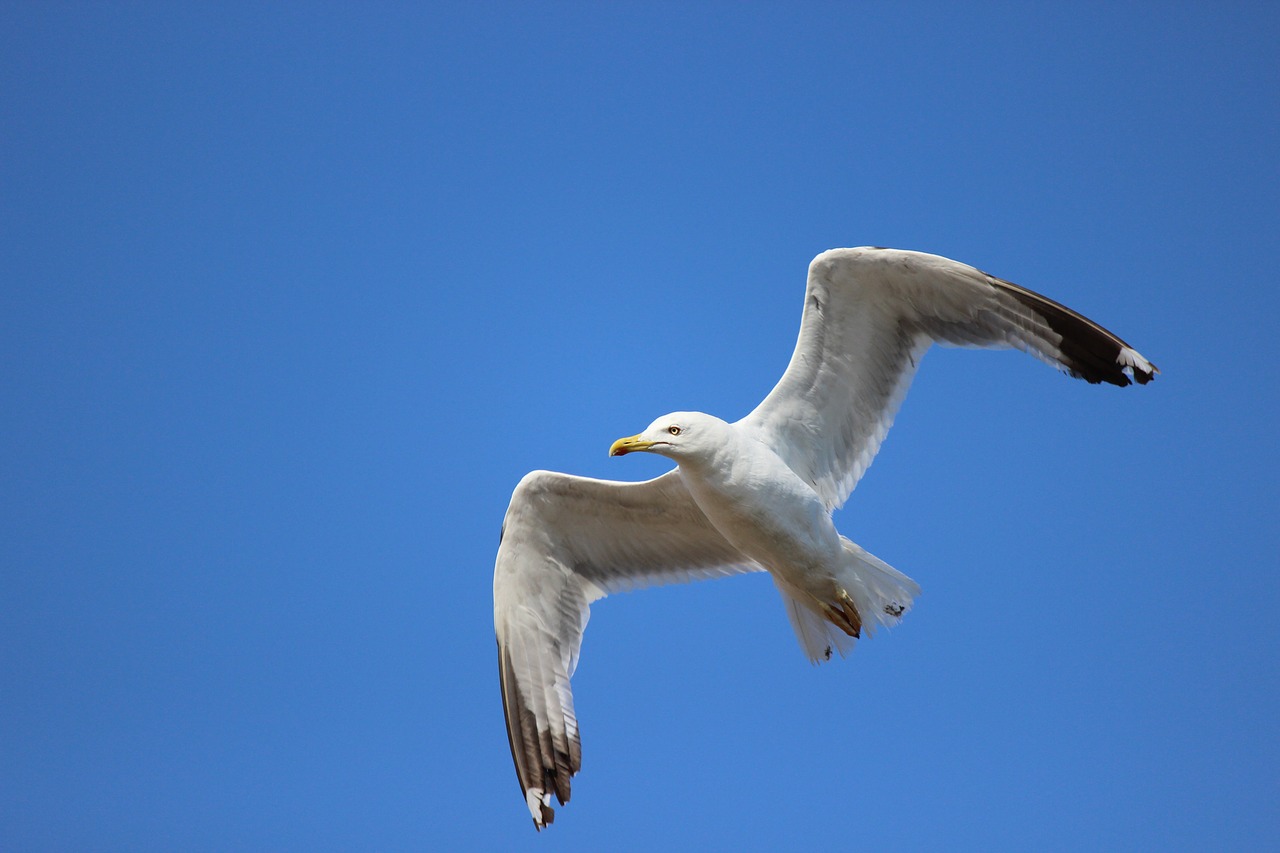 bird seagull sea free photo