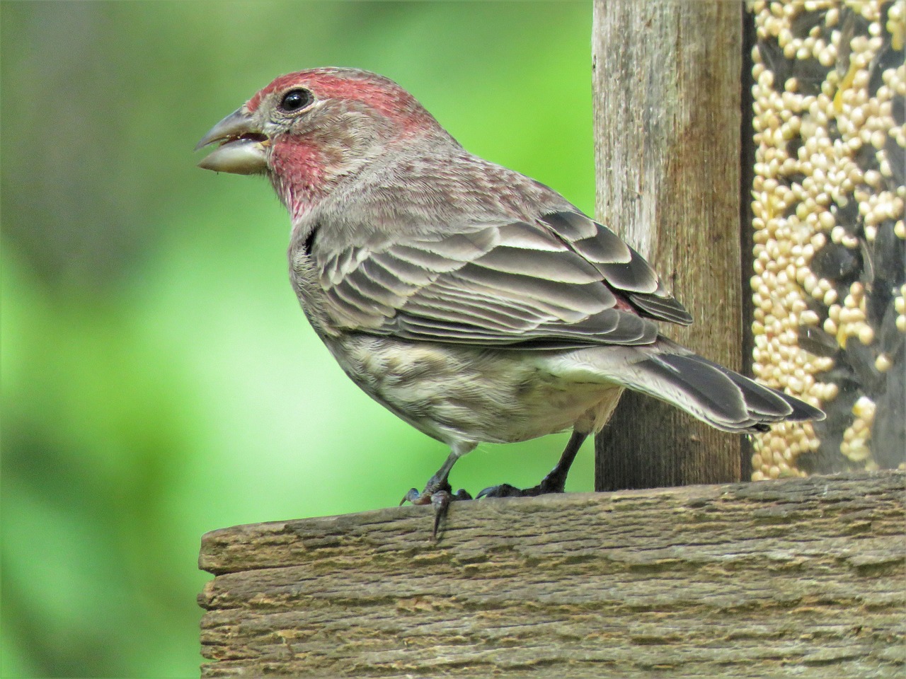 bird up close wildlife free photo