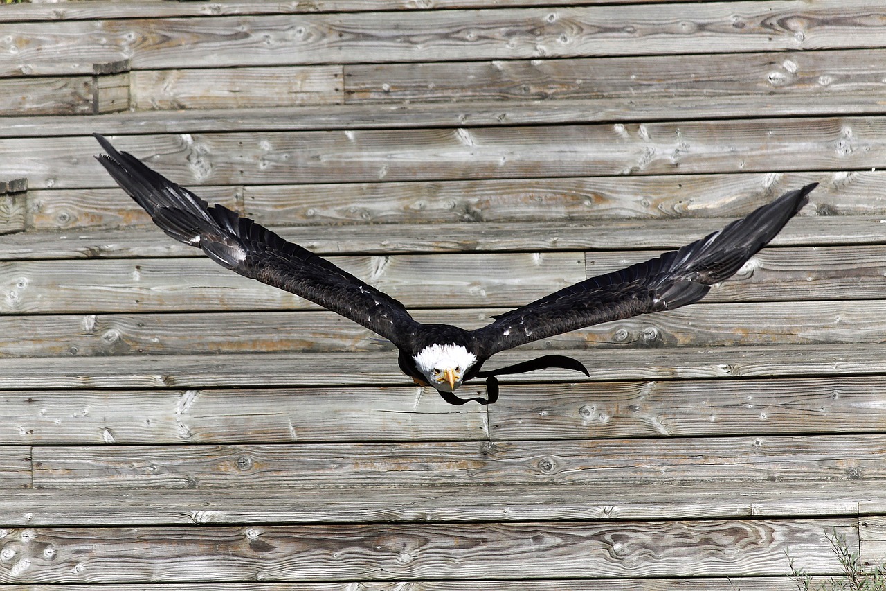 bird in flight animal free photo