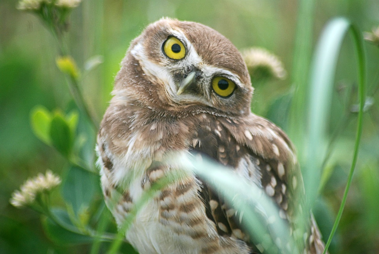 bird animals owl free photo