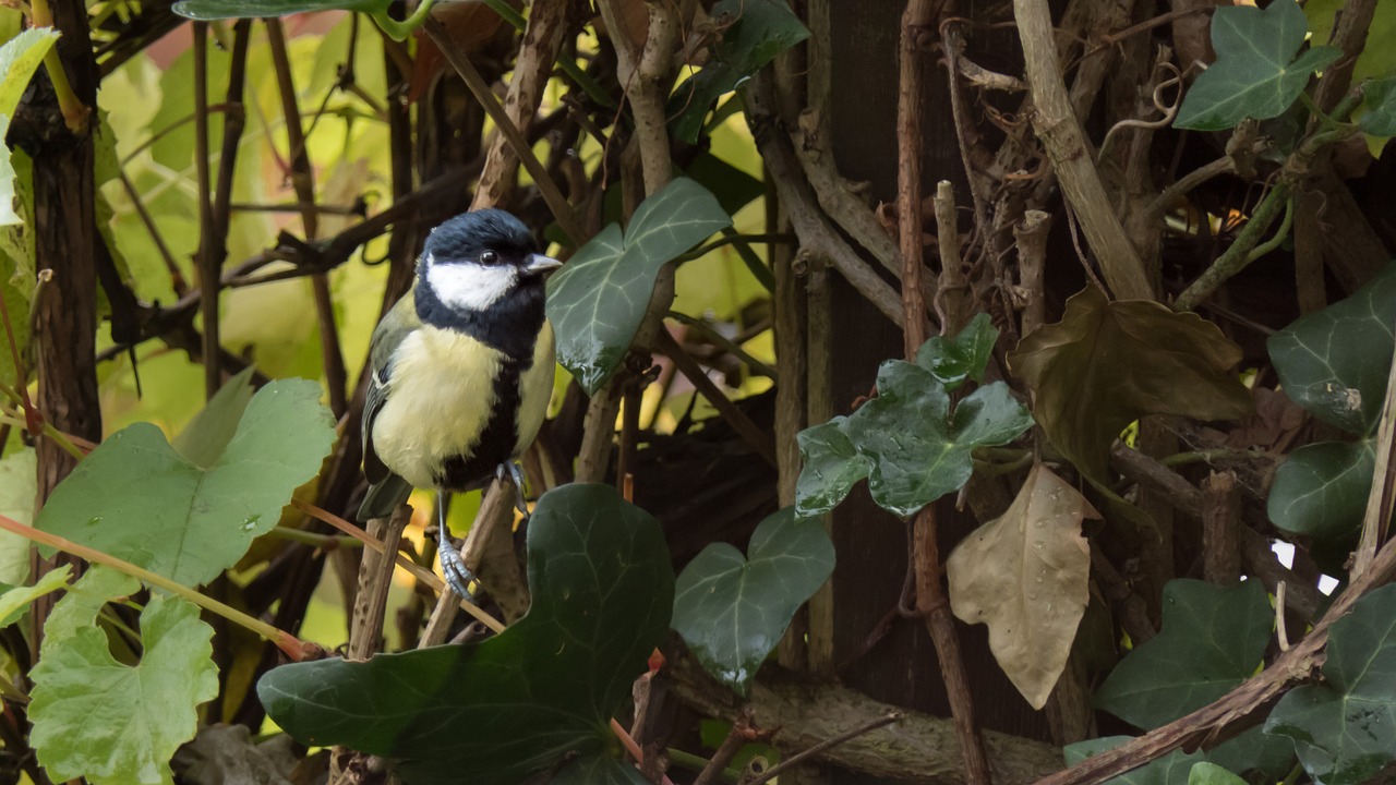 bird tit garden free photo