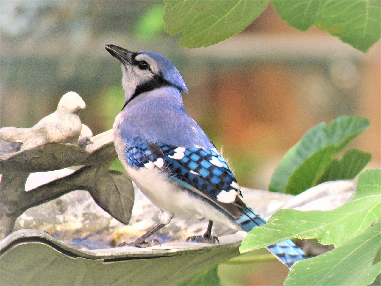 bird blue and white blue jay free photo