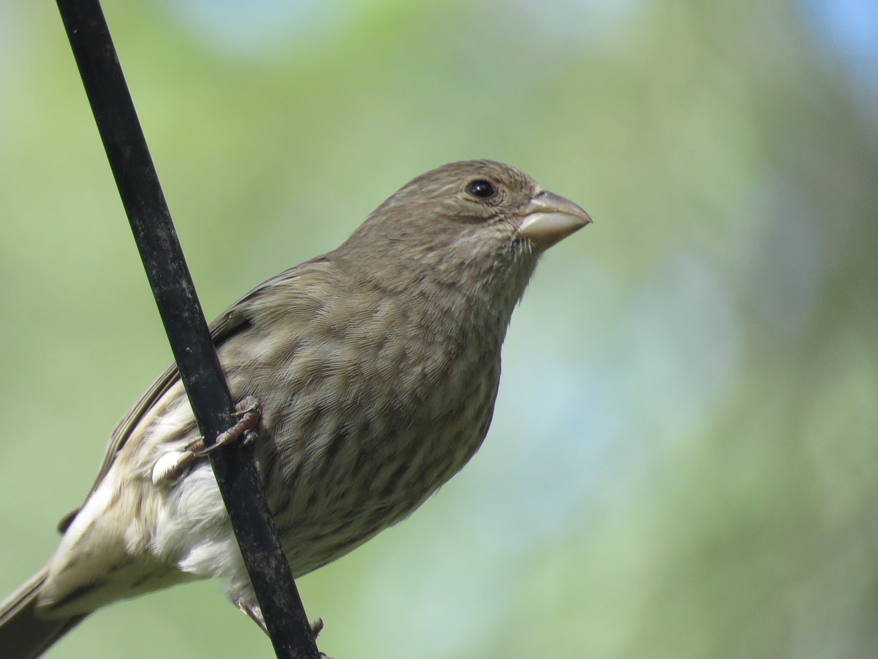 bird close up wildlife free photo