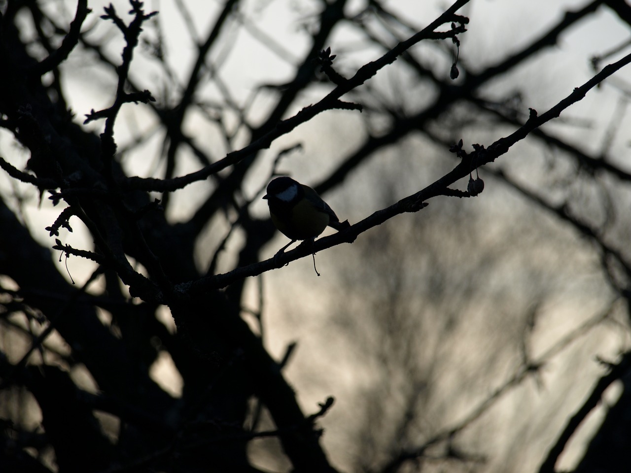 bird silhouette branches free photo