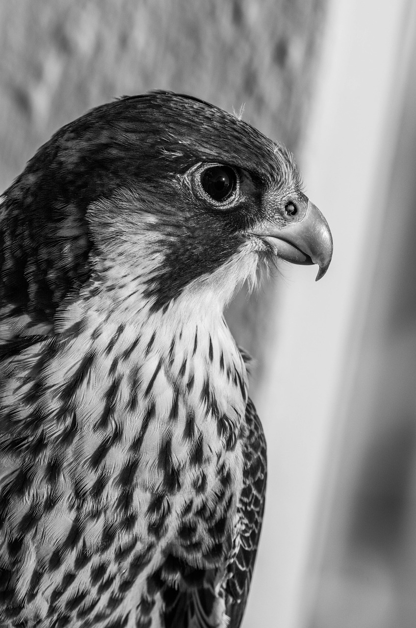 bird peregrine falcon chicks free photo