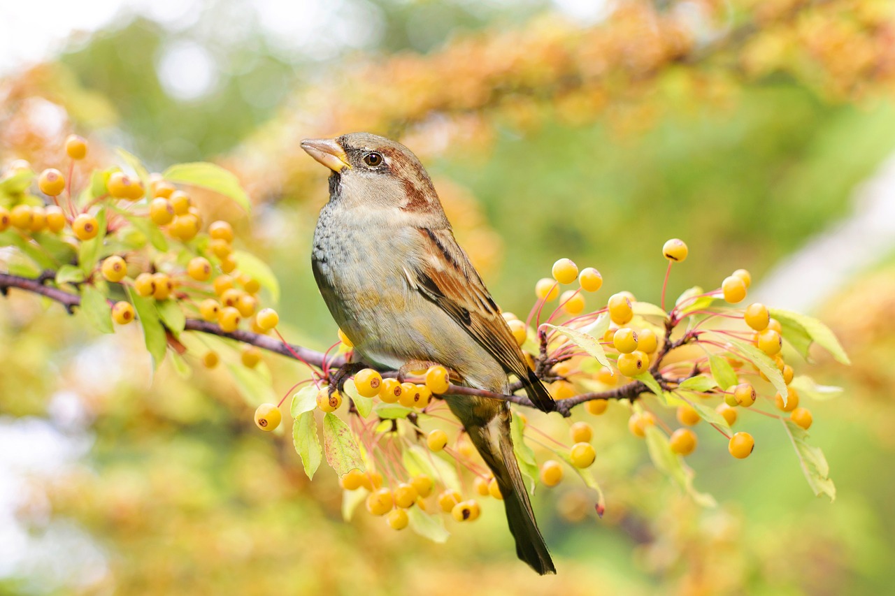 bird fall autumn free photo