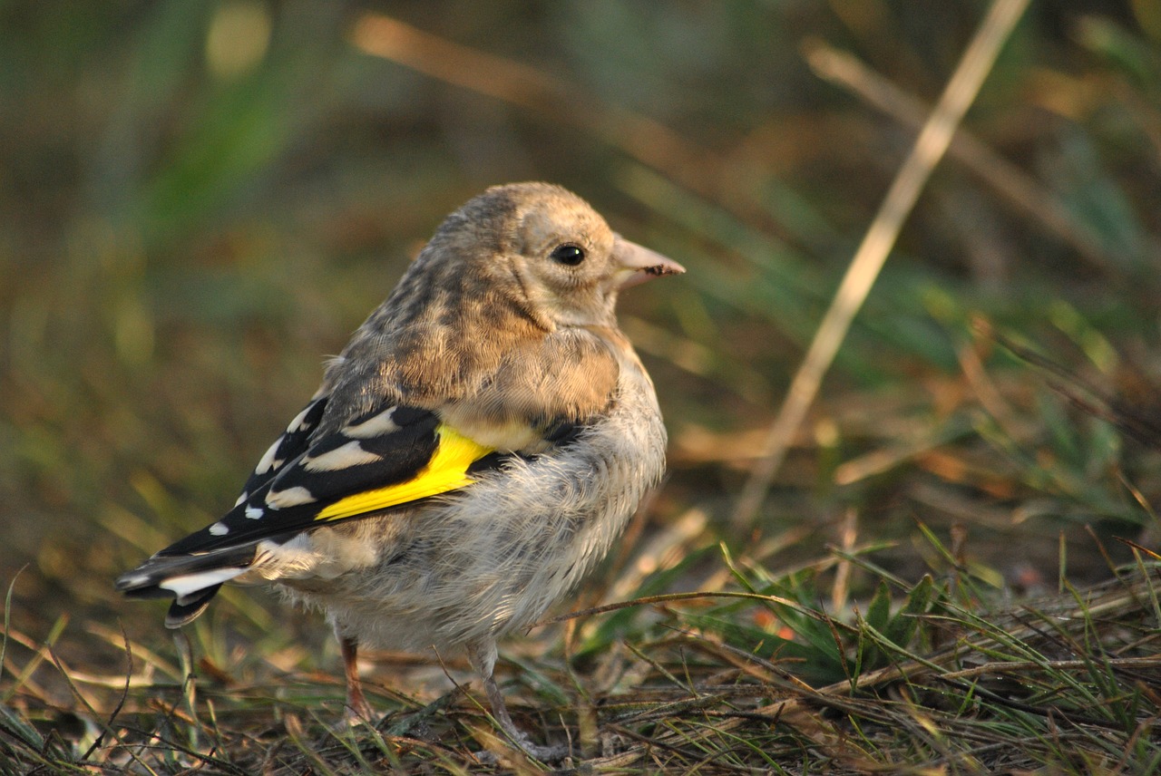 bird ptenec goldfinch free photo