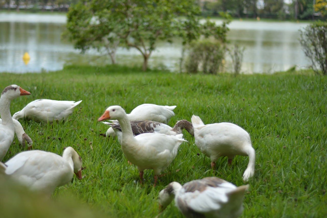 bird water lake free photo