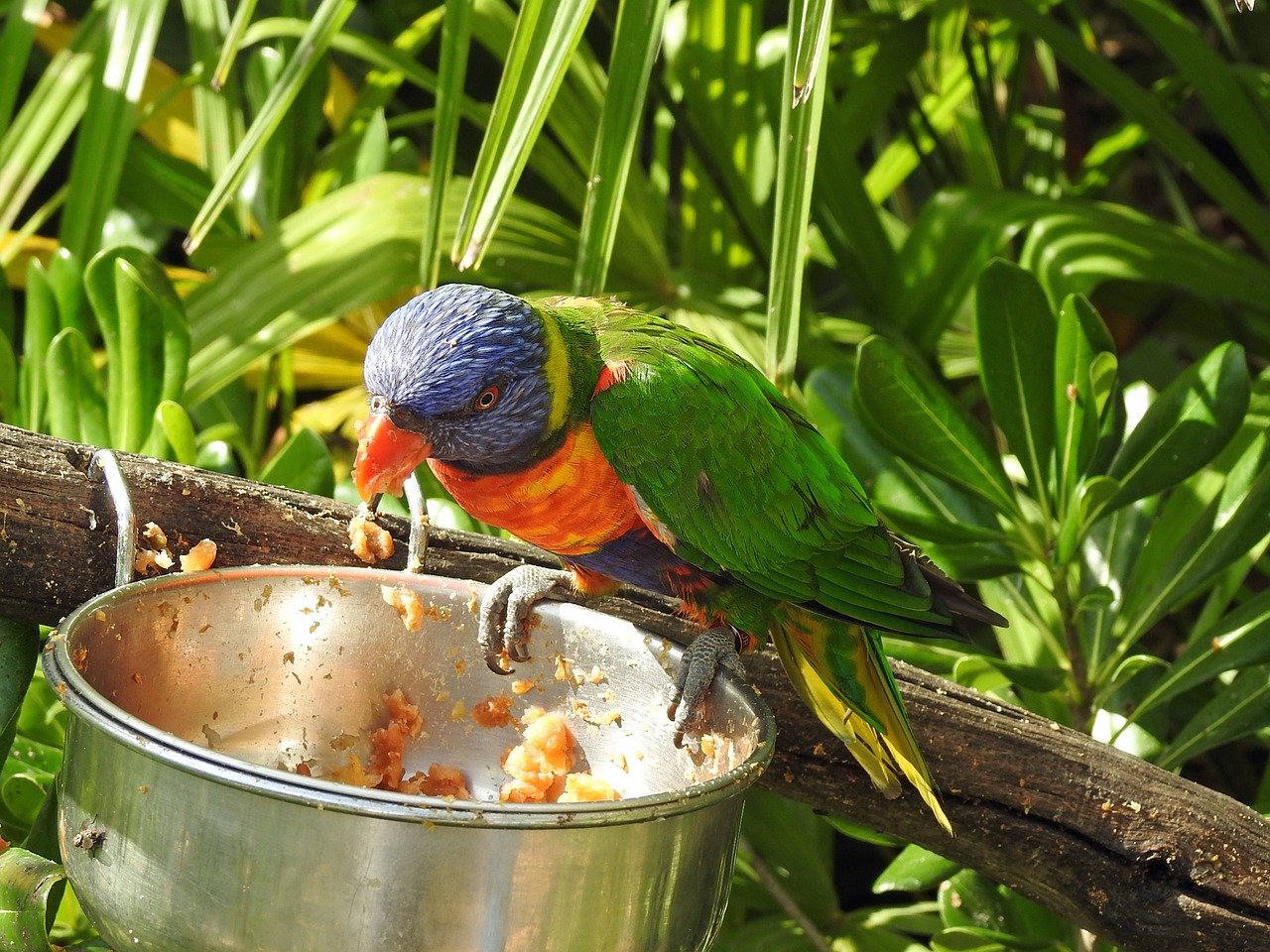 bird multicolor eat free photo