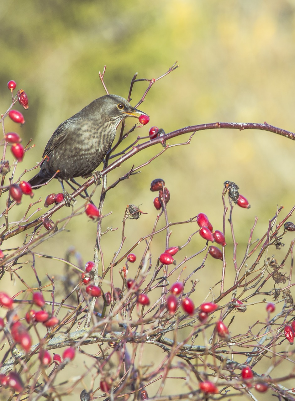 bird nature birds free photo