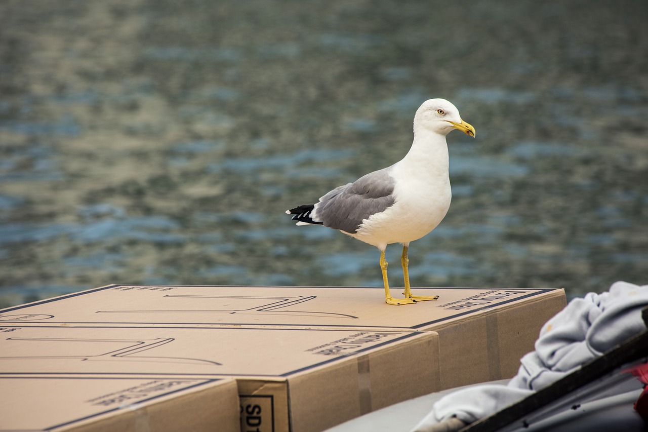 bird water seagull free photo