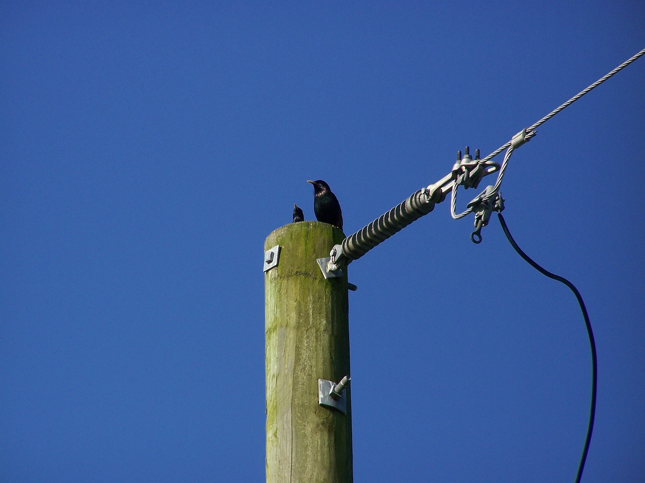 bird wire pole free photo