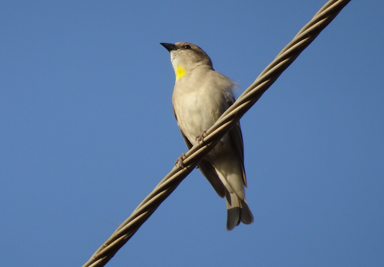 bird sparrow yellow-throated sparrow free photo
