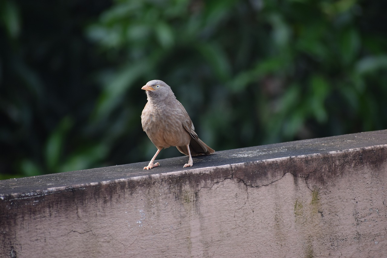 bird babbling nature free photo