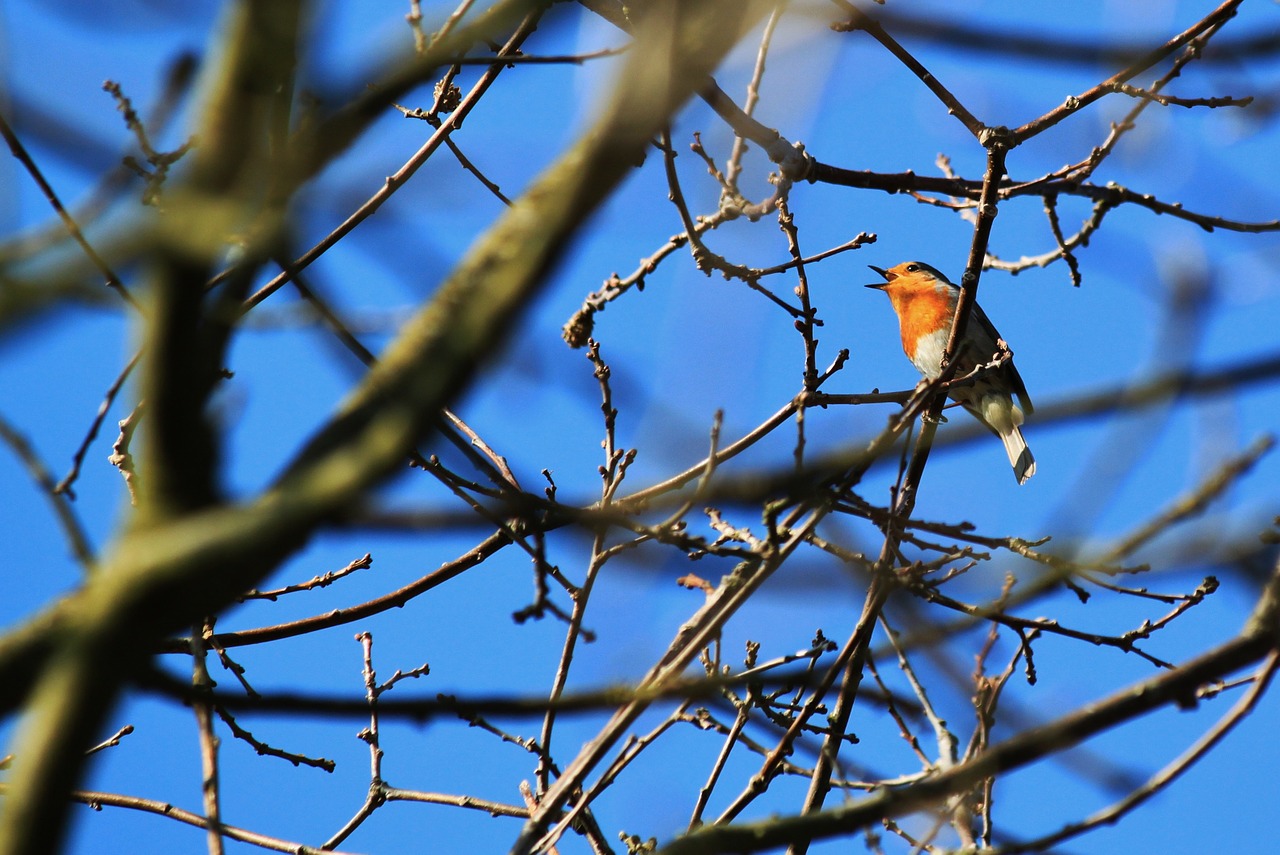 bird songbird robin free photo