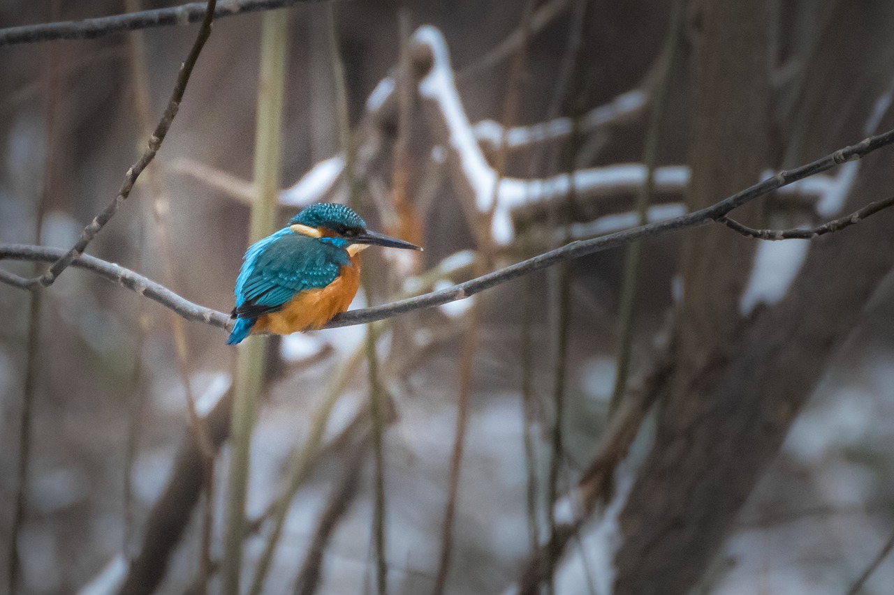 bird kingfisher colorful free photo