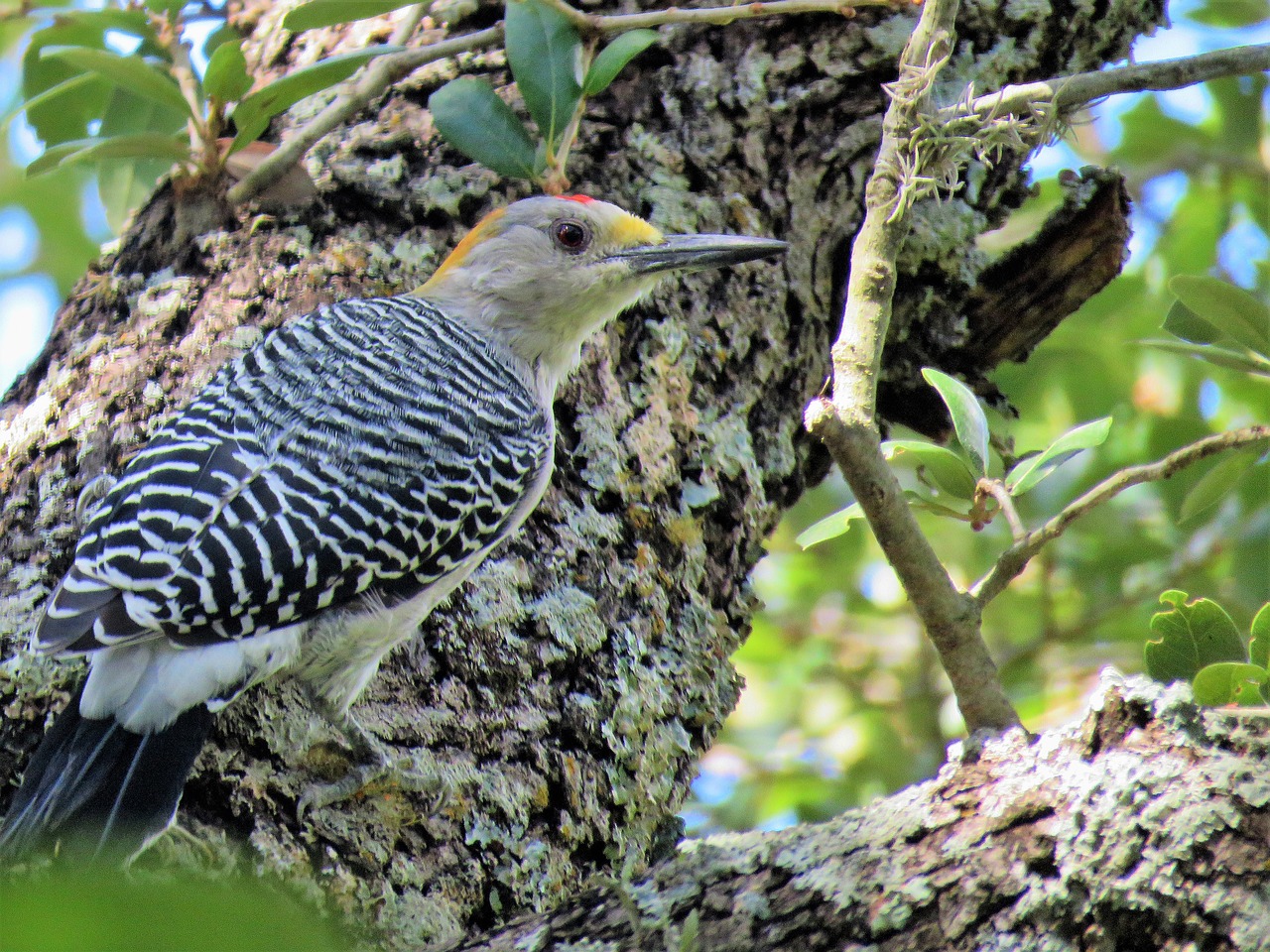 bird close up woodpecker free photo