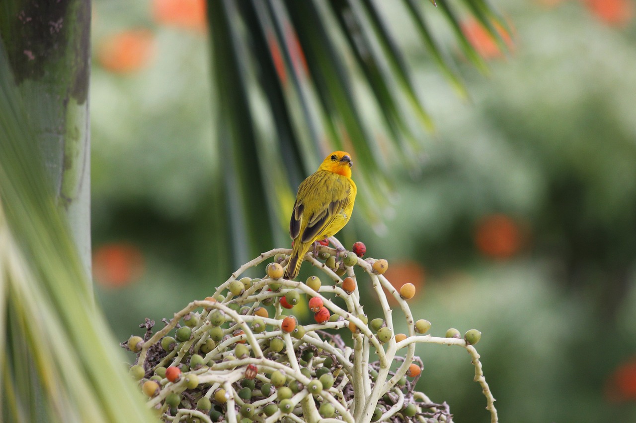 bird yellow palm free photo